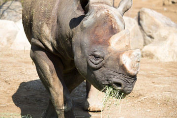 Obraz premium 草を食べるサイ