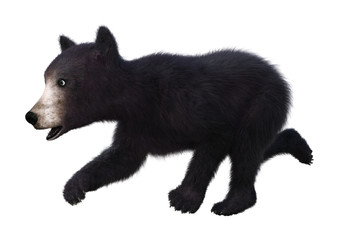 3D Rendering Black Bear Cub on White