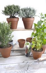 various herbs aromatic in pot on white wooden table with gardening tools