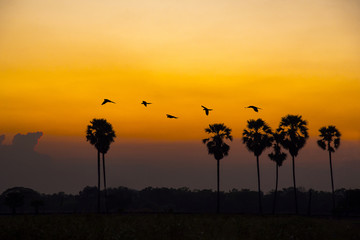 Beautiful Silhouette Landscape with macaw flying