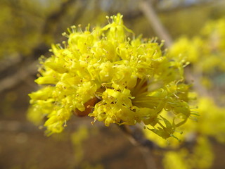 봄. 산수유. 노란산수유. 산수유의 꽃말은 불변. 
