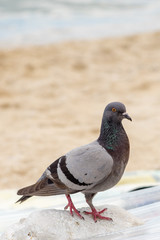 Dove or rock pigeon. Domestic city bird. Standing on the rock. Columba livia.