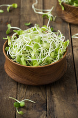 vegetable young sunflower sprouts on wood

