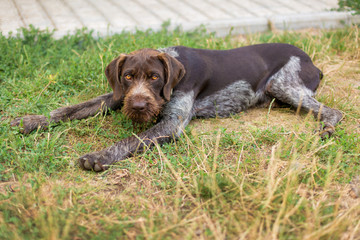 Hunting dog resting on the grass, German hunting watchdog drahthaar