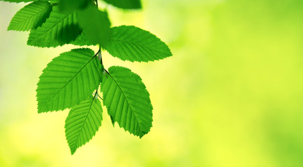 green leaves background in sunny day