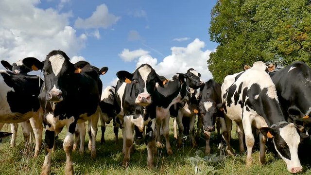 Black and White Dairy Cattle Eating Green Grass on the Meadow and Looking at the Camera During Warm Sunny Day in the Summer on Blue Sky Background. Slow Motion.