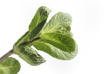 Green branch of fresh peppermint on a white background.