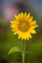 Sunflower field over cloudy blue sky and bright sun lights