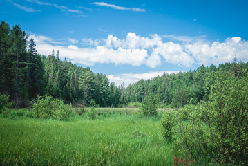 Fototapeta premium Woodland Clearing