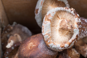 Mold on mushrooms. Moldy Rotten Mushrooms.