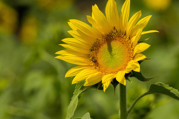 Sunflower field over cloudy blue sky and bright sun lights