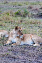 Big lioness sleeping  in the savanna. Masai Mara. Kenya, Africa