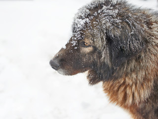 Snow Flake Covered Brown Dog