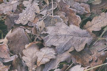 Leaves in the grass in the frost