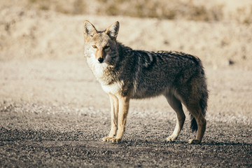 coyote2 