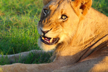 lion, animal, africa, cat, wildlife, wild, predator, mammal, nature, mane, african, carnivore, king, leo, big, safari,  young, big cat, fur, portrait, head
