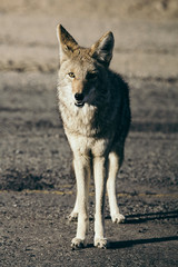 Coyote