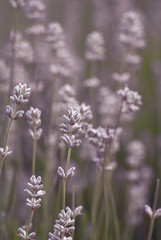 Lavender Flowers Growing Outdoors