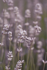 Obraz premium Lavender Flowers Growing Outdoors
