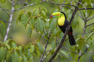 Keel-billed Toucan - Ramphastos sulfuratus, large colorful toucan from Costa Rica forest with very colored beak.