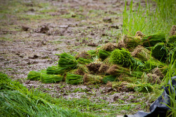 Rice fried green nature 