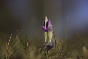 Spring