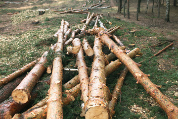 Environment, nature and deforestation forest - felling of trees