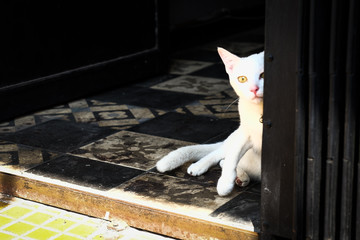 Weisse Katze im Flur 
