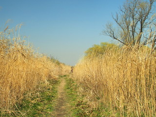春の河川敷の小道