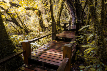 Obraz premium Wooden bridge in the rainforest,spring