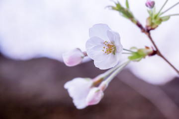 Obraz na płótnie Canvas 咲きはじめの桜