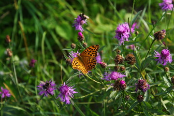 Monarch Butterfly