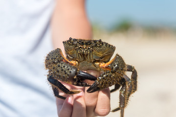 A brave boy holding a big crab