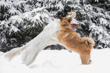 two dogs playing with a toy together, dogs fight
