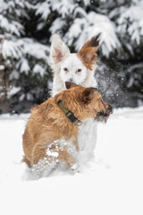 two adorable  dogs playing outdoors together