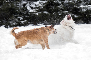 two dogs playing with a toy together, dogs fight
