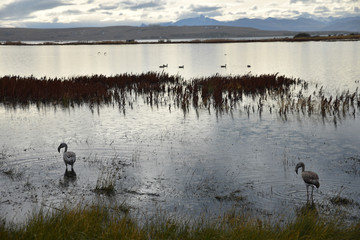 Jeunes flamants roses sur la lagune de El Calafate en Patagonie, Argentine