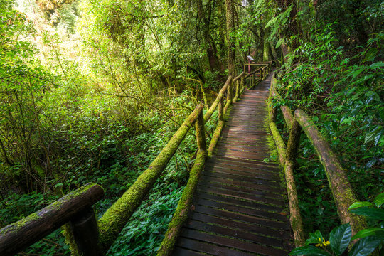 Beautiful rain forest at ang ka nature trail in doi inthanon national park, Thailand