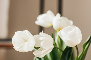 Beautiful white tulips in vase, greeting card template