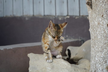 junge Katze reibt sich das Auge