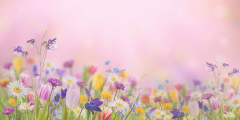 Background with wild flowers