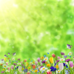 Background with wild flowers - 197353271