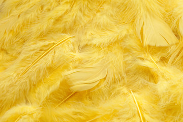 Close up of colored background of fluffy feathers.