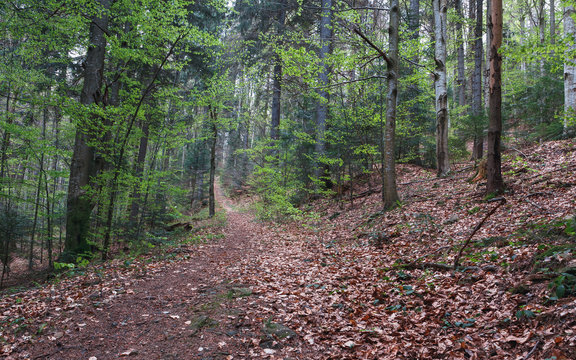 Fototapeta Landscape of green forest in nature at autumn. Beautiful background for printing.