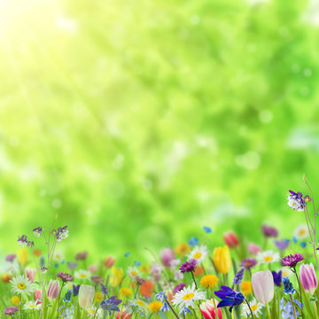 Fototapeta Background with wild flowers