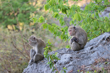 Naklejka na ściany i meble Mother and baby monkeys sitting on the rock floor at mountain and It’s looking everything in the forest. Soft focus and blur background. Cute animal.