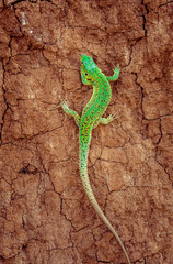 Green sand lizard Lacerta agilis on brown cracked ground