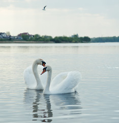 Obraz premium Two swans on a lake