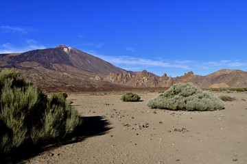 Rare végétation dans la caldera du Teide