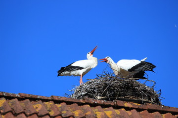 Nachwuchsplanung läuft auf Hochtouren